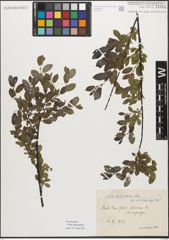 Foto von Salix myrsinifolia Salisb.
